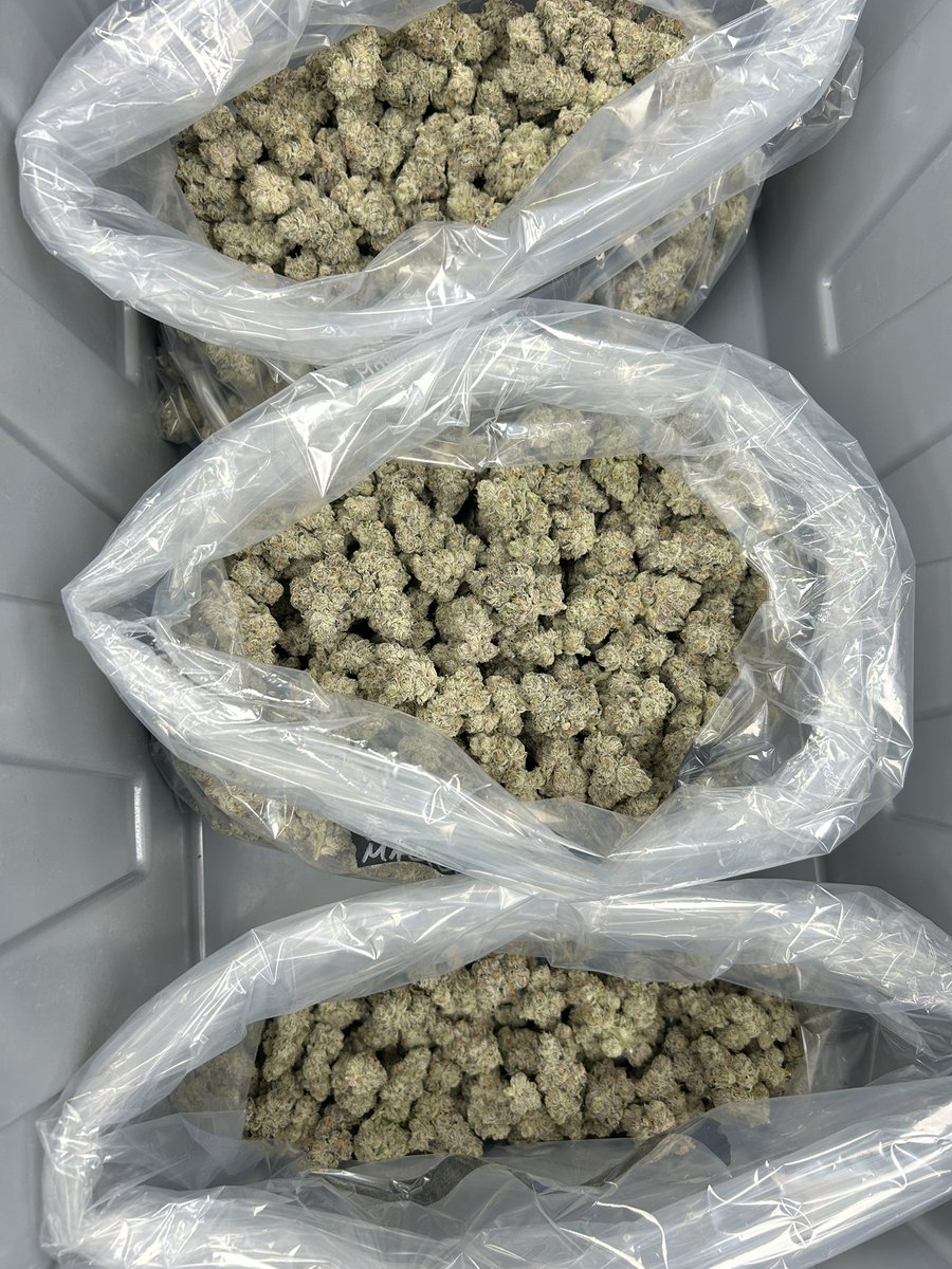 WizardTreesFL's tweet image. Black Magic is in the cure, almost ready for you to experience. Stay tuned… this one’s on another level👀
#BlackMagic #WizardTrees