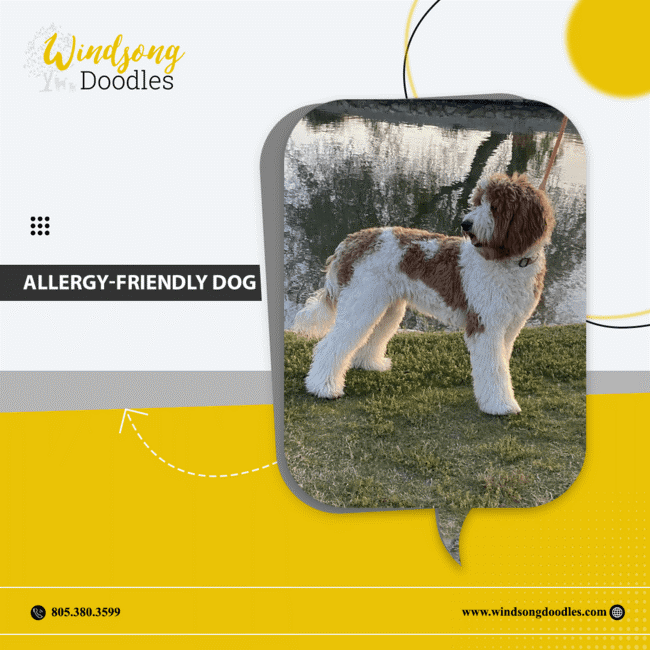labradoodlemoon's tweet image. Say goodbye to allergies with our allergy-friendly doodle pups! With their low-shedding coats and hypoallergenic qualities, they're the perfect choice for allergy sufferers.

bit.ly/3QIHsFD 

#WindsongDoodles #TrainedGoldendoodle #CaliforniaPets #DogTraining