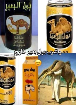 DyaSwileh's tweet image. #الهنود_الخضر 🇸🇦 نتاج ز،نا السائقين والعمال الهنود والبنغال 🤓

-يأكلون الجراد(نوع من الحشرات🪳)🤢
- ياكلون الضب(نوع من السحالي🦎)🤢
-يأكلون الضباع (نوع من الكلبيات 🐕)🤢
-ياكلون الجرابيع(نوع من القوارض 🐀)🤢
-يشربون بول البعير 🐪🤢

والمضحك يتكلمون عن النظافه والحضارة 🤡