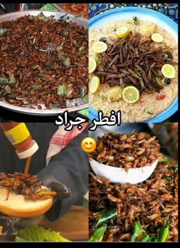 DyaSwileh's tweet image. #الهنود_الخضر 🇸🇦 نتاج ز،نا السائقين والعمال الهنود والبنغال 🤓

-يأكلون الجراد(نوع من الحشرات🪳)🤢
- ياكلون الضب(نوع من السحالي🦎)🤢
-يأكلون الضباع (نوع من الكلبيات 🐕)🤢
-ياكلون الجرابيع(نوع من القوارض 🐀)🤢
-يشربون بول البعير 🐪🤢

والمضحك يتكلمون عن النظافه والحضارة 🤡