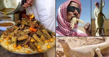 DyaSwileh's tweet image. #الهنود_الخضر 🇸🇦 نتاج ز،نا السائقين والعمال الهنود والبنغال 🤓

-يأكلون الجراد(نوع من الحشرات🪳)🤢
- ياكلون الضب(نوع من السحالي🦎)🤢
-يأكلون الضباع (نوع من الكلبيات 🐕)🤢
-ياكلون الجرابيع(نوع من القوارض 🐀)🤢
-يشربون بول البعير 🐪🤢

والمضحك يتكلمون عن النظافه والحضارة 🤡