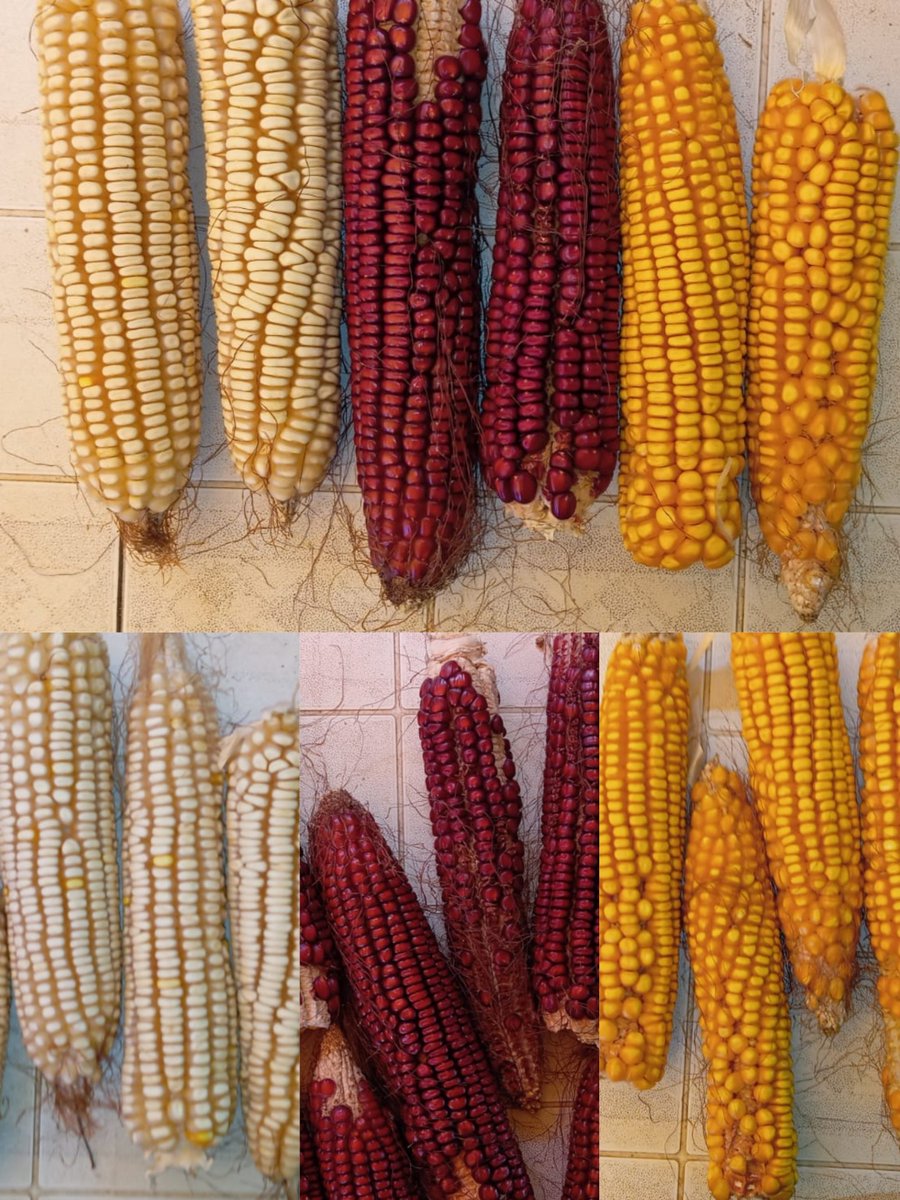 AgrosimbiosisLab (@agrosimblab) on Twitter photo 🏡Maíz cultivado y cosechado en la finca Casa Mátrix, <a href="/FENTORNO/">Fundación Entorno Slow</a>
Cuidar las semillas y compartirlas es una acción que nos ayuda en la adaptación a los efectos del cambio climático.
Cuenta con el apoyo de <a href="/FBiodiversidad/">Fundación Biodiversidad</a>
<a href="/OficinaMarMenor/">Oficina Técnica del Mar Menor</a> <a href="/mitecogob/">Transición Ecológica y Reto Demográfico</a> #MiMarMenor 🏡Maíz cultivado y cosechado en la finca Casa Mátrix, <a href="/FENTORNO/">Fundación Entorno Slow</a>
Cuidar las semillas y compartirlas es una acción que nos ayuda en la adaptación a los efectos del cambio climático.
Cuenta con el apoyo de <a href="/FBiodiversidad/">Fundación Biodiversidad</a>
<a href="/OficinaMarMenor/">Oficina Técnica del Mar Menor</a> <a href="/mitecogob/">Transición Ecológica y Reto Demográfico</a> #MiMarMenor