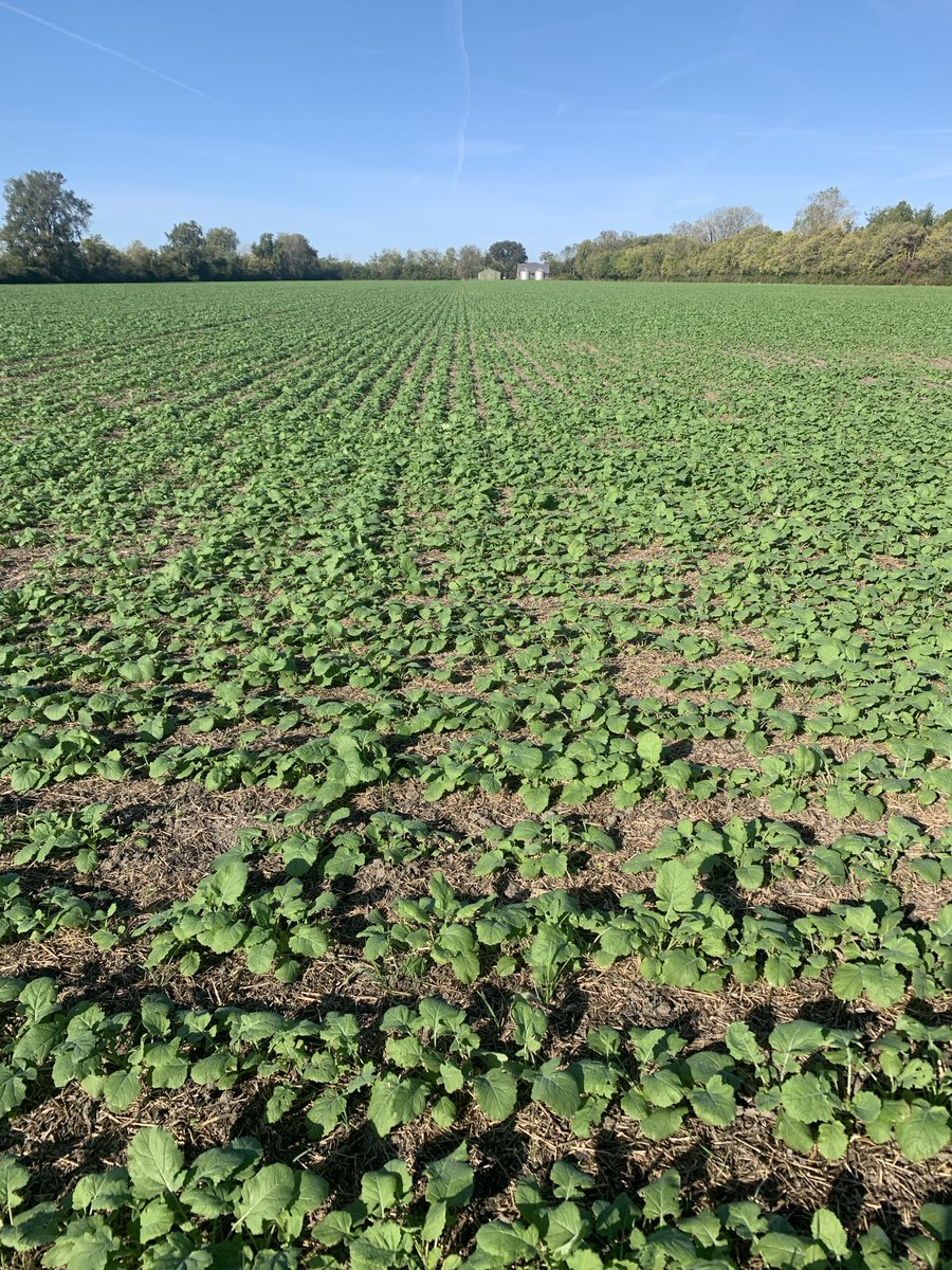 wolf_moritz's tweet image. Canada’s southern most canola planted Sept. 4
#northendfarms
#peleeisland
#canadassouthernmost