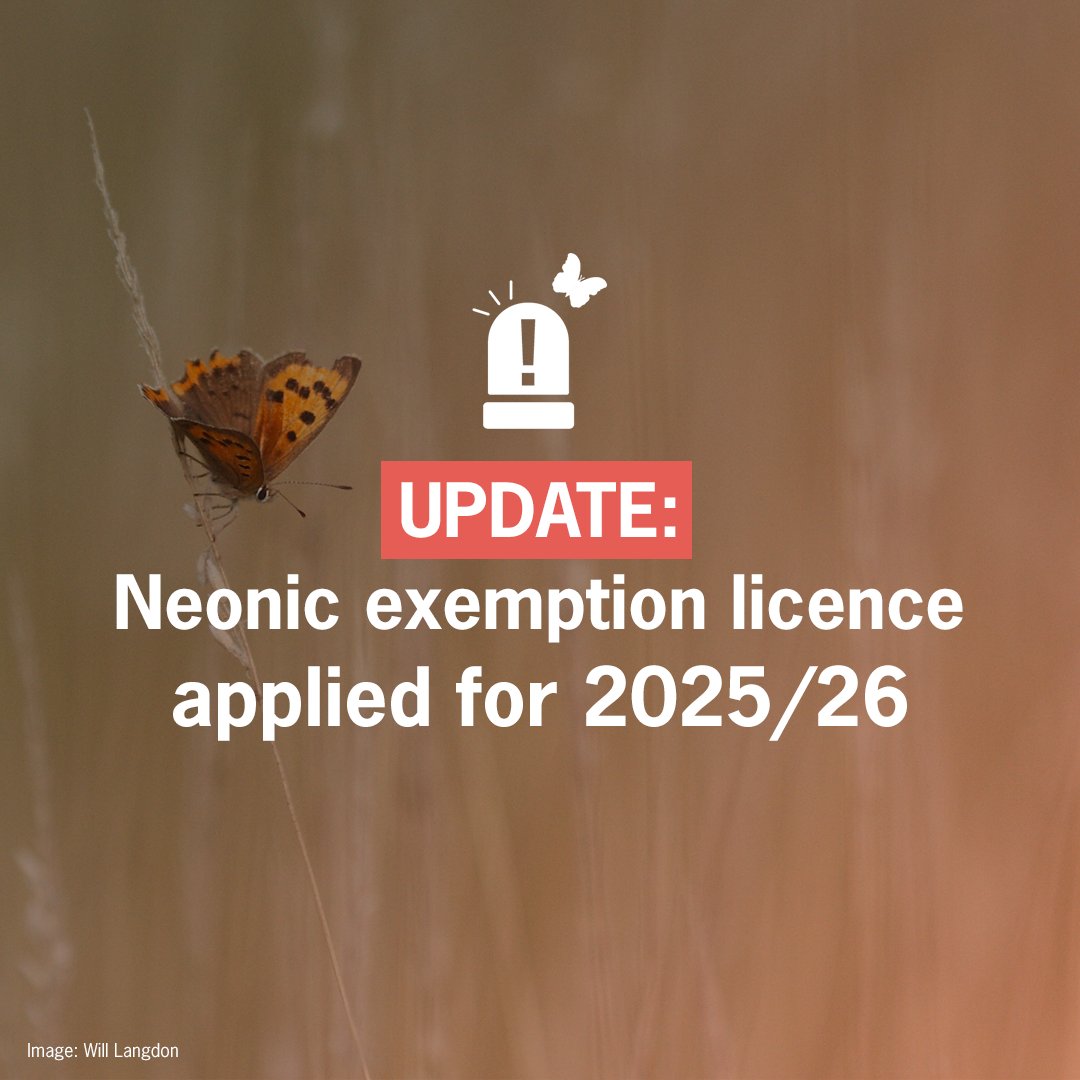 Update: Neonic exemption licence applied for 2025/26 ⚠️

Neonicotinoids are harmful water-soluble chemicals that leach into the wider landscapes, and <a href="/DefraGovUK/">Defra UK</a> have no idea how much of it is in use, or where. All while butterflies are dying.  🧵(1/3)

#ButterflyEmergency