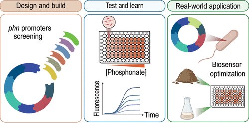 Nikel SEM Group (@labnikel) on Twitter photo It's weekend time! Before sunny Friday booze ☀️🍻 have a look at this cool #publicaiton on environmental #biosensors
Here, the work led by <a href="/FiorellaMasotti/">Fiorella Masotti</a> ft. <a href="/NicoKrink/">Nico Krink</a> <a href="/PabloINik/">Pablo Iván Nikel @pabnik.bsky.social</a> & colleagues🇦🇷 <a href="/IBR_CONICET/">IBR</a> built glyphosate biosensors w/ argicultural monitoring potential🧵1/n It's weekend time! Before sunny Friday booze ☀️🍻 have a look at this cool #publicaiton on environmental #biosensors
Here, the work led by <a href="/FiorellaMasotti/">Fiorella Masotti</a> ft. <a href="/NicoKrink/">Nico Krink</a> <a href="/PabloINik/">Pablo Iván Nikel @pabnik.bsky.social</a> & colleagues🇦🇷 <a href="/IBR_CONICET/">IBR</a> built glyphosate biosensors w/ argicultural monitoring potential🧵1/n