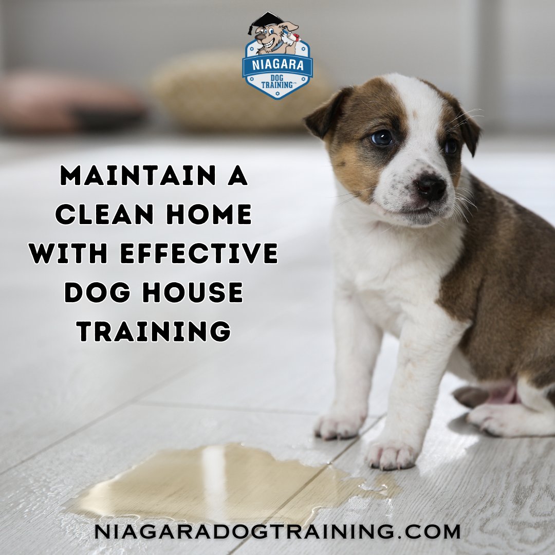 Transform your home into a sanctuary of cleanliness with effective dog house training! It’s not just about teaching spots; it's about harmony. Master house training with our tips for a clean, welcoming space. See the difference a trained pup makes. #CleanHome #DogHouseTraining