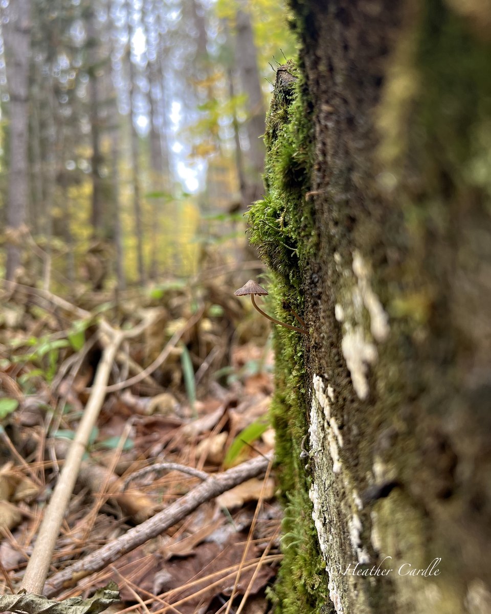 heathercards's tweet image. Itsy bitsy teeny weeny little petite mushroomeeny #FrameItFriday 
facebook.com/heathercardlep…