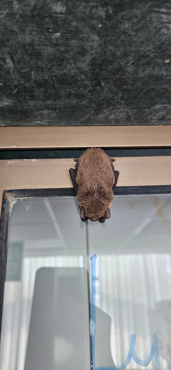 Saw 2 bats in #torpor today! Right at our institute <a href="/TIFRH_buzz/">TIFR Hyderabad</a>. Science everywhere you look! And the students/postdocs here are wonderful ❤️. What a great day.