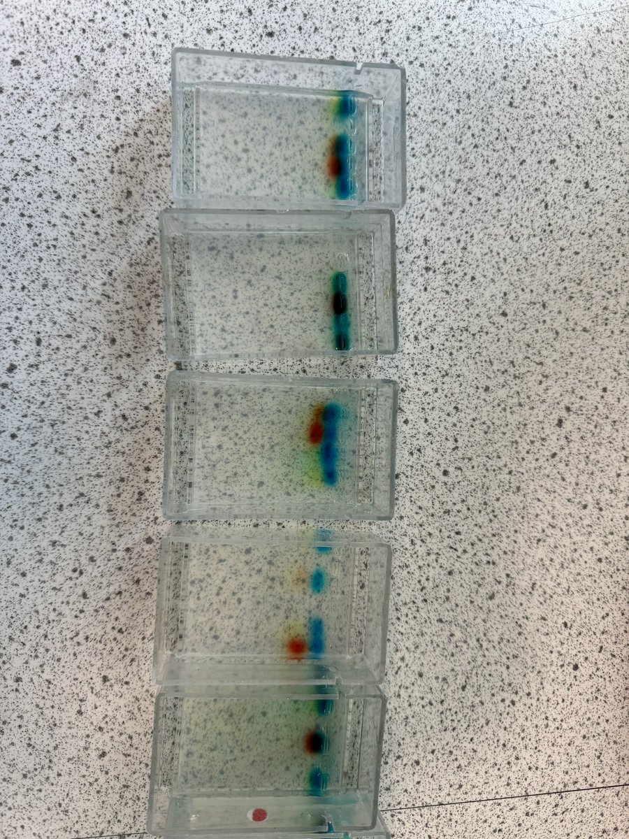 Gel electrophoresis with S3s 🧬 #biology #teacher #dnaprofiling