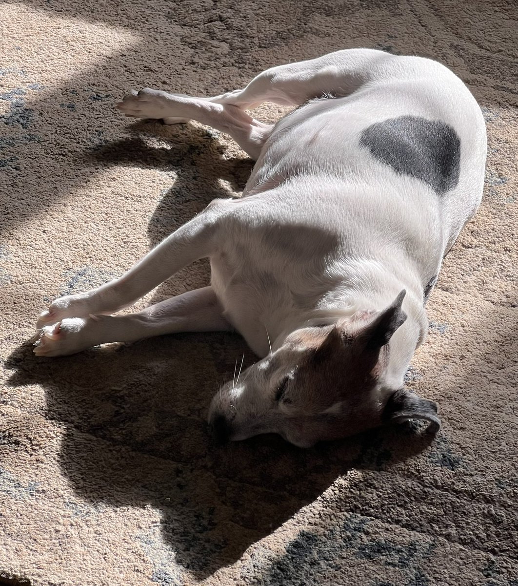 whataworld2023's tweet image. My 26 pound pup (who should be 14 pounds) soaking up the morning sun ☀️ 
#overweightpups #PawTree