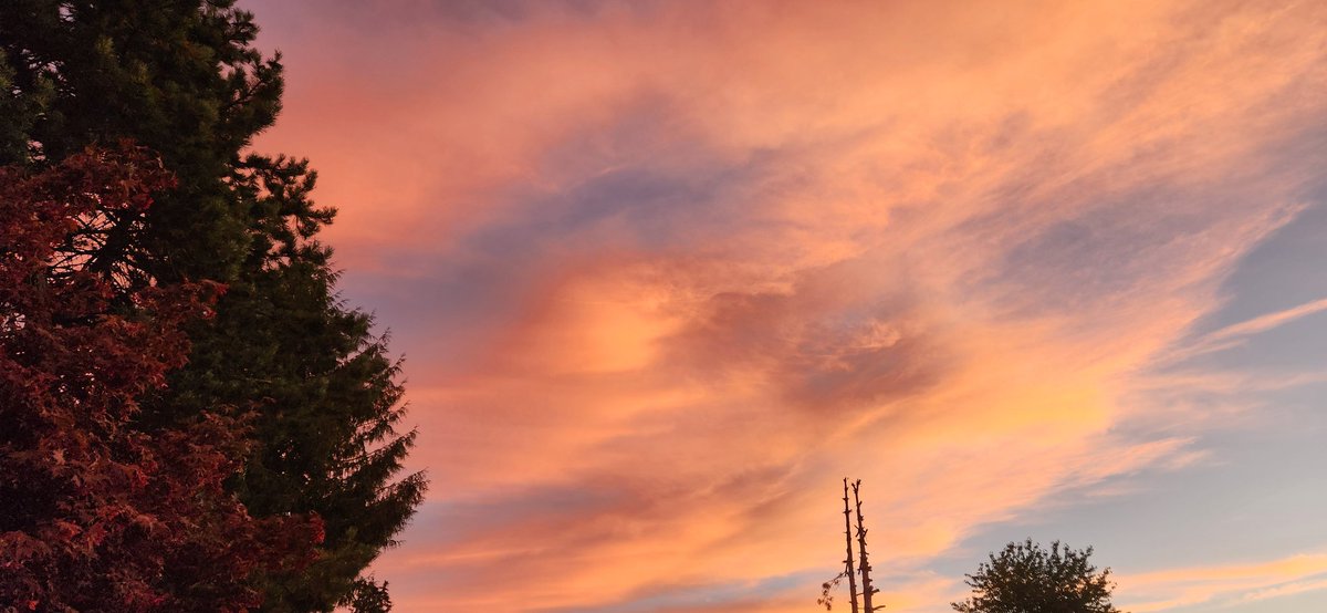 BrendaLinden's tweet photo. The sky did not disappoint this morning! Walked out the front door with Lily and there was this pink aura everywhere. The clouds were beautiful. Just an amazing morning. I needed this today. 🩷

@TheWLinden https://t.co/1WGdic1Jo2