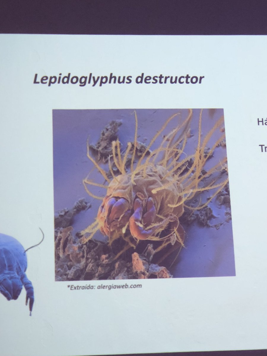 El ácaro “punky”. Dra Laura Romero. #EscuelaÁcarox.