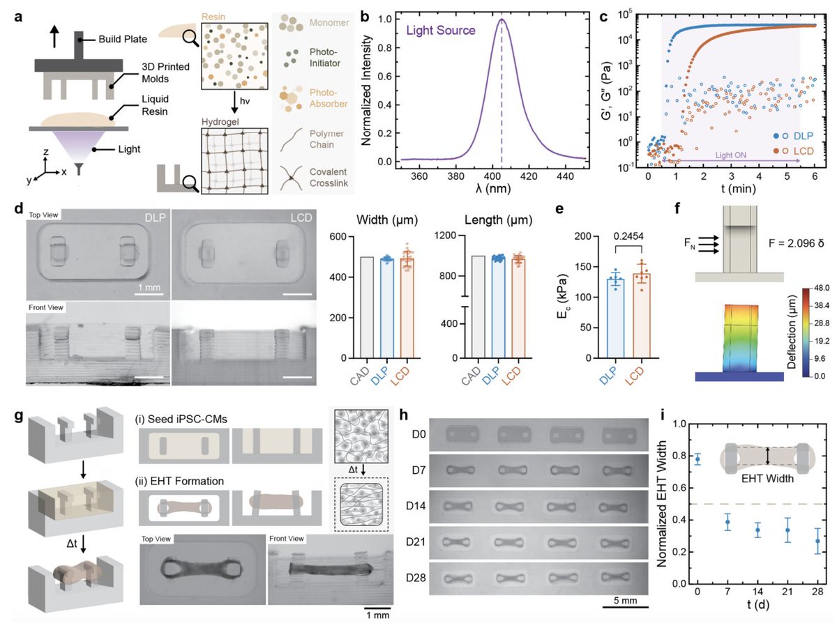BurdickLab (@burdicklab) on Twitter photo We are excited to share a preprint of our first collab. work <a href="/BioFrontiers/">BioFrontiers 💻🦠🧬🧪🧫💉📊📓</a> with Prof. Leslie Leinwand, led by @apdhand, Miranda Juarros, and <a href="/Dr_TommyMartin/">Thomas Martin</a>!
For those interested in digital light processing, cardiac biology, and/or disease modeling: doi.org/10.1101/2024.1… We are excited to share a preprint of our first collab. work <a href="/BioFrontiers/">BioFrontiers 💻🦠🧬🧪🧫💉📊📓</a> with Prof. Leslie Leinwand, led by @apdhand, Miranda Juarros, and <a href="/Dr_TommyMartin/">Thomas Martin</a>!
For those interested in digital light processing, cardiac biology, and/or disease modeling: doi.org/10.1101/2024.1…