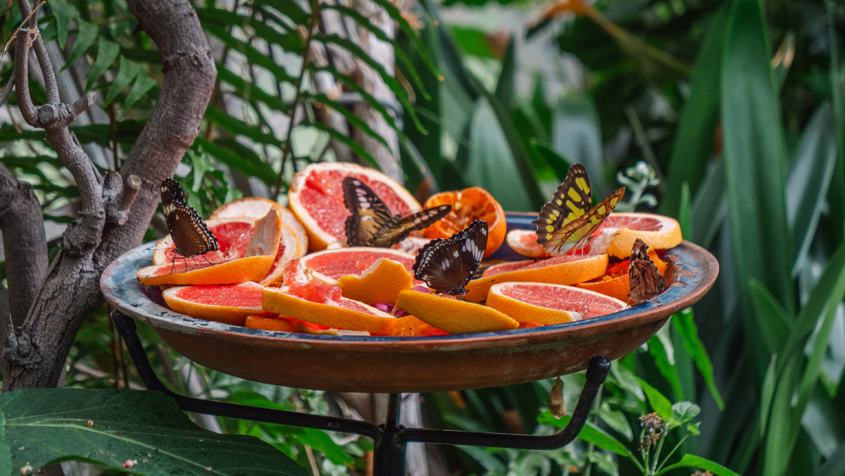 Carleton Science (@carletonscience) on Twitter photo 🦋 The Carleton Butterfly Show is celebrating 25 years of community engagement! 🌿 Over the years, Ed Bruggink has seen young children grow up, return as students, and eventually give back as volunteers. What a legacy!
Read the full story: shorturl.at/QqiBZ
#ButterflyShow 🦋 The Carleton Butterfly Show is celebrating 25 years of community engagement! 🌿 Over the years, Ed Bruggink has seen young children grow up, return as students, and eventually give back as volunteers. What a legacy!
Read the full story: shorturl.at/QqiBZ
#ButterflyShow