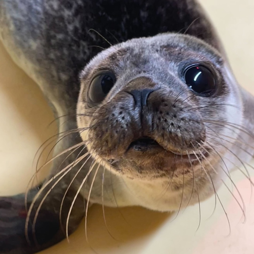 Seal Rescue Ireland tweet media