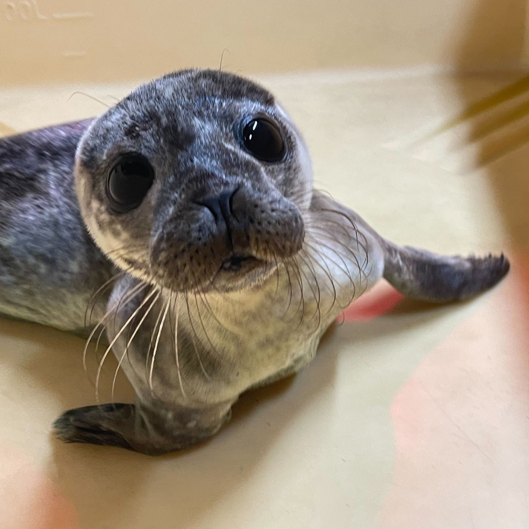 Seal Rescue Ireland tweet media