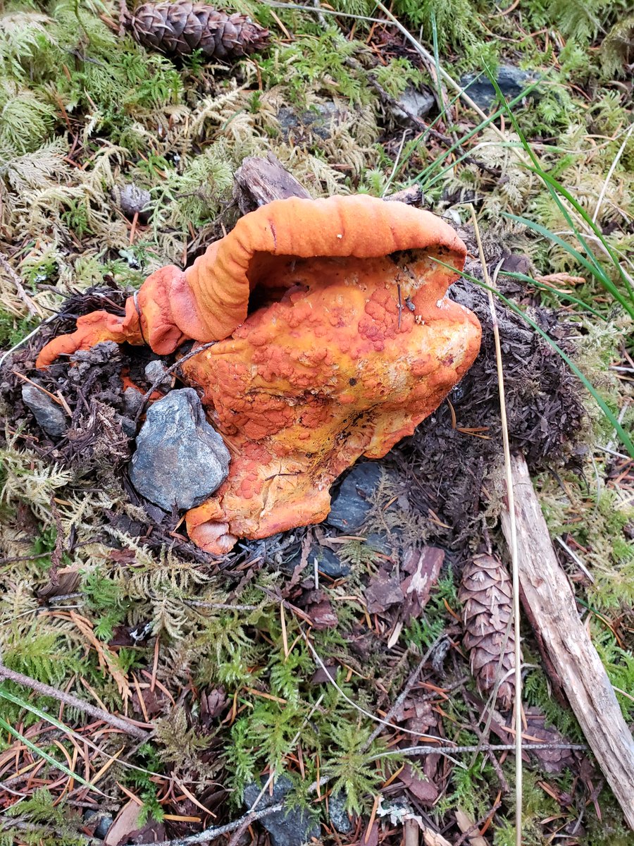 Craig Orr tweet media