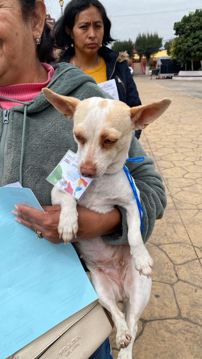 FAHaghenbeck's tweet photo. A través de nuestro programa #Esterilizamos y nuestra Clínica veterinaria, en CDMX esterilizaremos a cerca de 275 animales, entre perros y gatos. 

#esterilizaciones https://t.co/Z53nIR5g6f