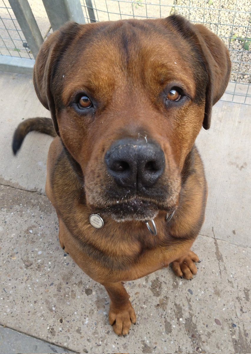 Treat ears from Koda ❤️