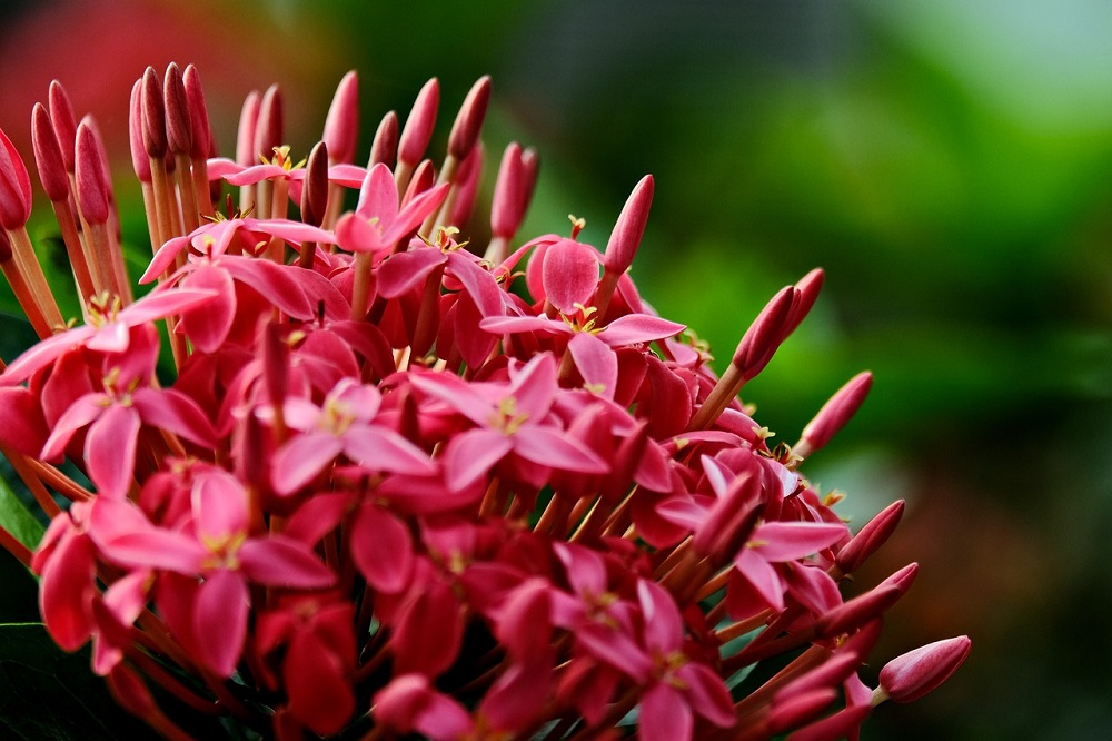 ItalAgro's tweet photo. La Ixora coccinea produce delle grandi infiorescenze composte da tanti fiorellini arancioni e rossi: La fioritura inizia in estate e prosegue fino in autunno!
https://t.co/q1nJGmHbL2
#vithalgarden #Ixora #Ixoracoccinea https://t.co/B9gv7xKbvw