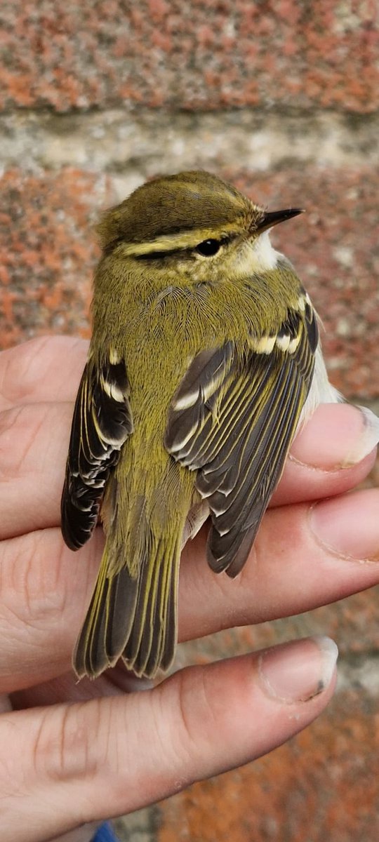 It's always a pleasure and a privilege to see a 'Taigasångare' up close, a case where I prefer the Swedish name to the English. Long may the easterlies continue.