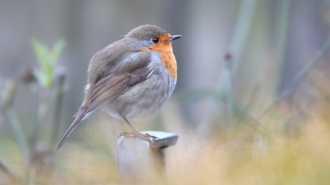 rijksmuseumboerhaave (@museumboerhaave) on Twitter photo 🎉 Gefeliciteerd <a href="/VroegeVogels/">Vroege Vogels</a> met de Irispenning 2024 voor Excellente Wetenschapscommunicatie! 🌿 Al 46 jaar brengen ze natuur en wetenschap naar een breed publiek. De prijsuitreiking is op 7 oktober in Leiden.
Persbericht: rijksmuseumboerhaave.nl/pers/ 🎉 Gefeliciteerd <a href="/VroegeVogels/">Vroege Vogels</a> met de Irispenning 2024 voor Excellente Wetenschapscommunicatie! 🌿 Al 46 jaar brengen ze natuur en wetenschap naar een breed publiek. De prijsuitreiking is op 7 oktober in Leiden.
Persbericht: rijksmuseumboerhaave.nl/pers/
