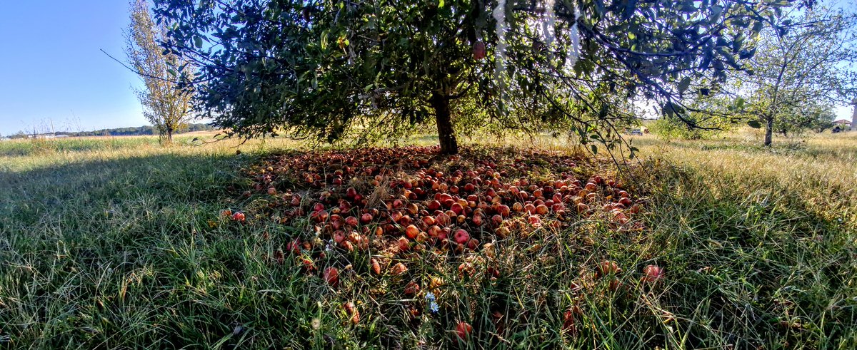 programmer1200's tweet image. Impressive how many apples a tree will produce and drop if you just let it 😂 #missouri #agriculture #apples