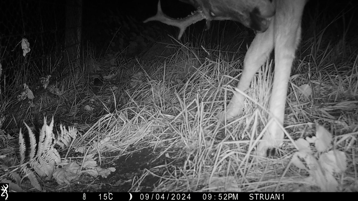 Trees not Tees 🌳 tweet media