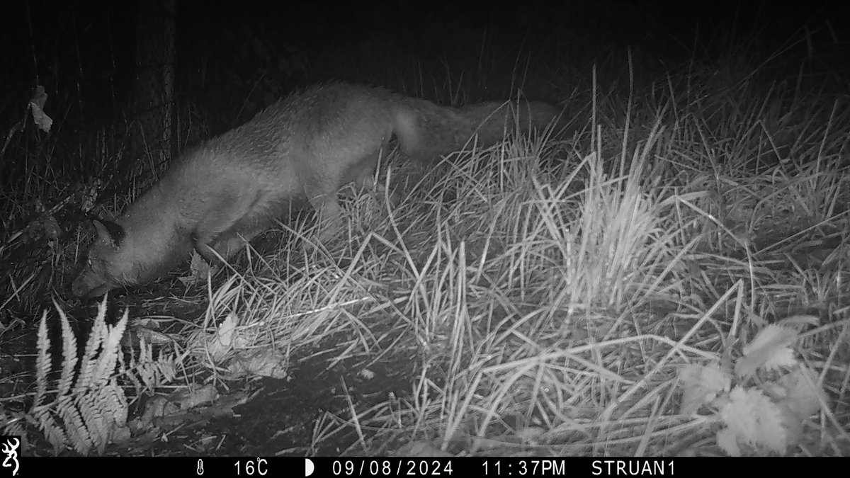 Trees not Tees 🌳 tweet media