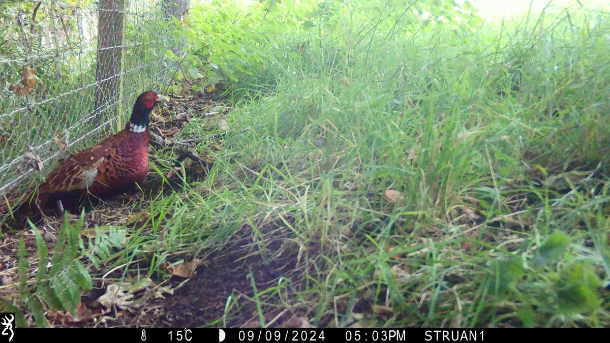 Trees not Tees 🌳 tweet media