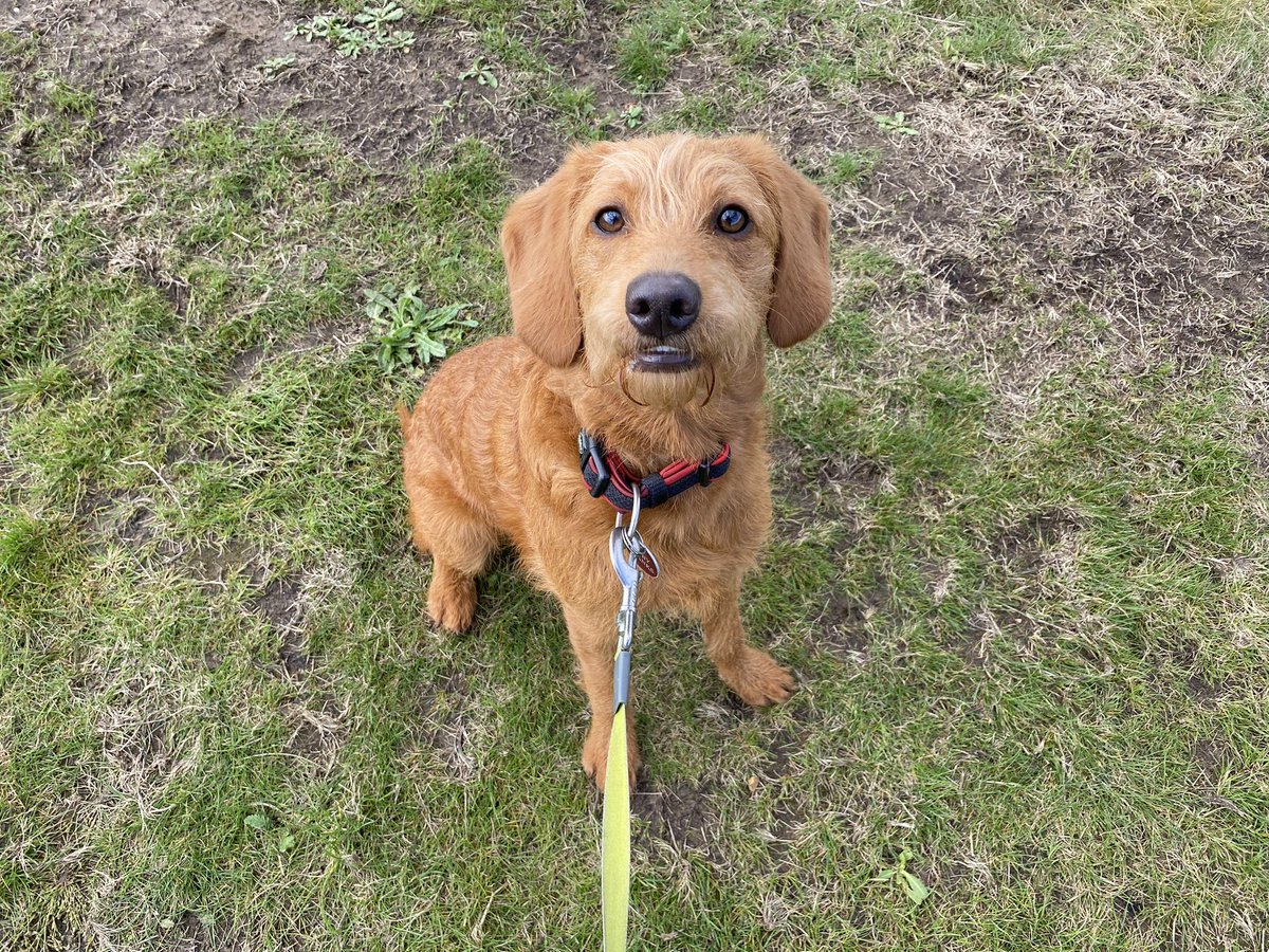 Walking-n-Wagging 🐾🐾 tweet media