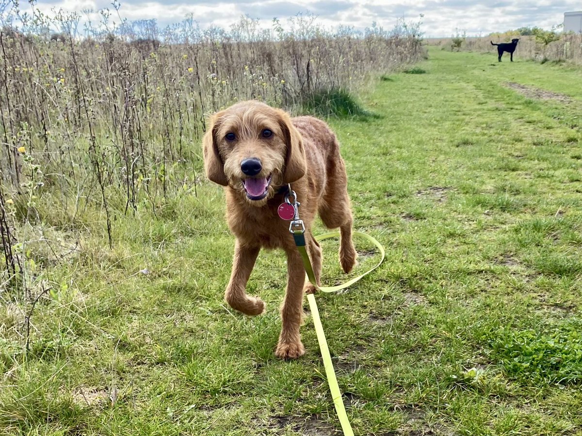 Walking-n-Wagging 🐾🐾 tweet media