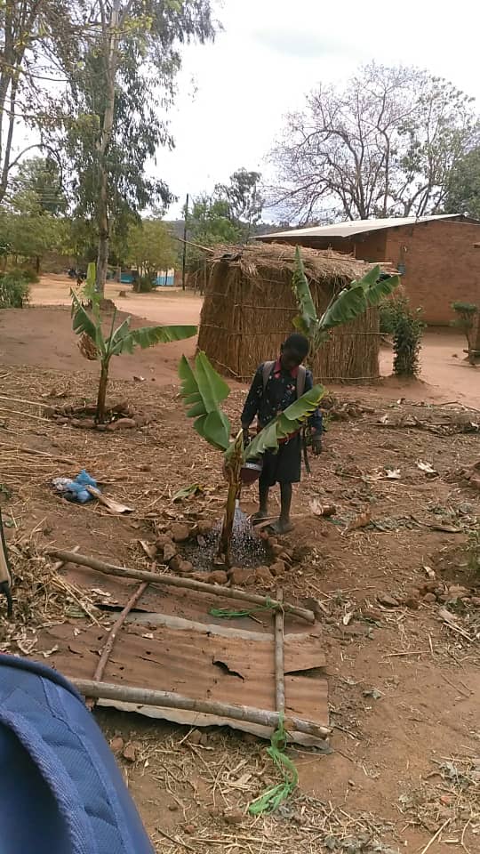 Blessingsmlowoka (@blessingsmlowok) on Twitter photo Agroforestry in Schools in Malawi is an innovative approach integrating agriculture and forestry practices into school curricula and landscapes.
Hope Ministries International Vision is to see everyone in school does practice this.
<a href="/judithcallagha9/">judith callaghan 🌱🌱🌱</a> <a href="/agroforestDAO/">AgroforestDAO</a> <a href="/fruit/">fruit</a> @travelT Agroforestry in Schools in Malawi is an innovative approach integrating agriculture and forestry practices into school curricula and landscapes.
Hope Ministries International Vision is to see everyone in school does practice this.
<a href="/judithcallagha9/">judith callaghan 🌱🌱🌱</a> <a href="/agroforestDAO/">AgroforestDAO</a> <a href="/fruit/">fruit</a> @travelT