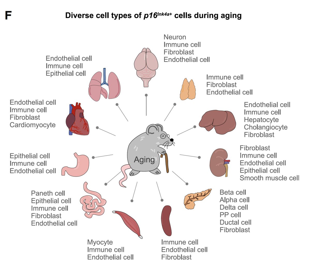 EricTopol's tweet photo. There's keen interest in getting rid of senescent cells in the body to slow the aging process. One little problem: there are many types of these cells, some are quite beneficial, essential for repair or regeneration
https://t.co/wQQeXMYbxx @CellCellPress