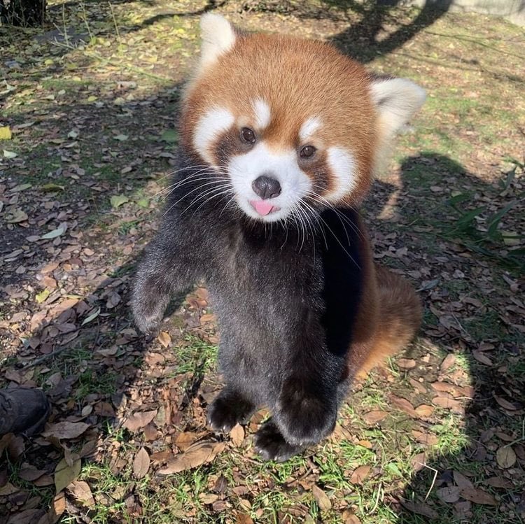 DailyRedPandas's tweet photo. https://t.co/CKtpTaH36p