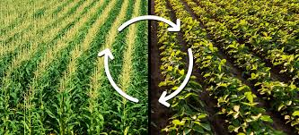 HadlTaylor's tweet photo. Sustainable Ag: Crop Rotation

Did you know the Dust Bowl started because we did not rotate crops and there were no nutrients left in the soil. By rotating crops, the crops take certain nutrients from the soil, but the next crop puts different nutrients back in and so on. 
#CAO24 https://t.co/lwinlYXqAC