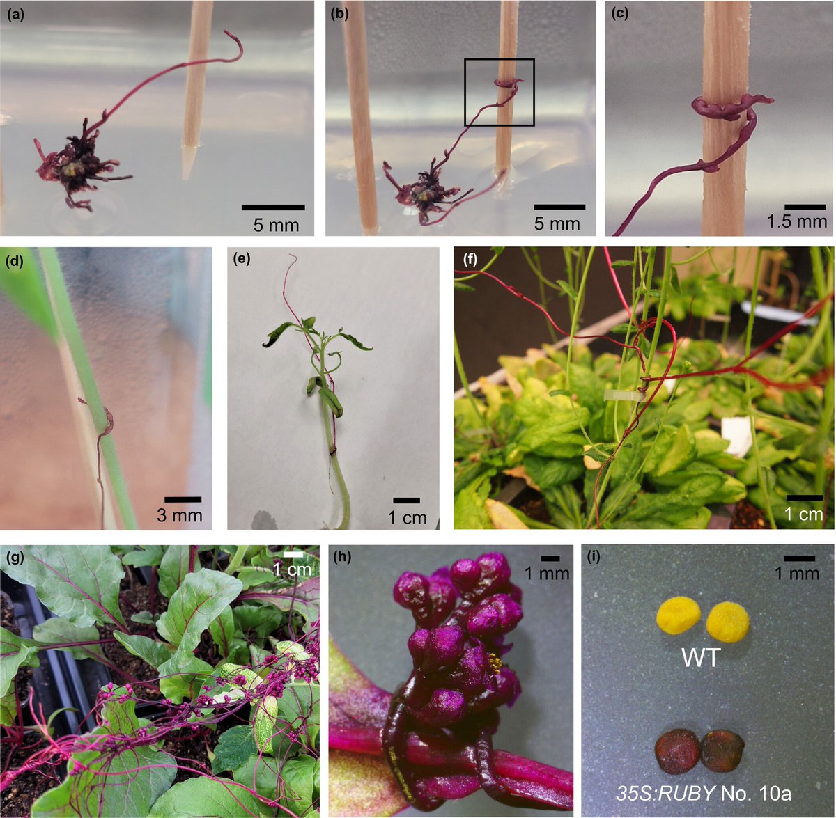 We developed a #Cuscuta transformation protocol with the RUBY reporter. 

📖 nph.onlinelibrary.wiley.com/doi/10.1111/np…
#Methods paper by Adhikari et al.

@WileyPlantSci #PlantScience