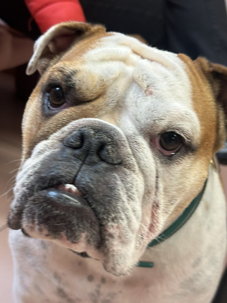 GemmaTognini's tweet photo. Winston.  Punto e basta #DogsOfItaly https://t.co/8y1ijdGXwf
