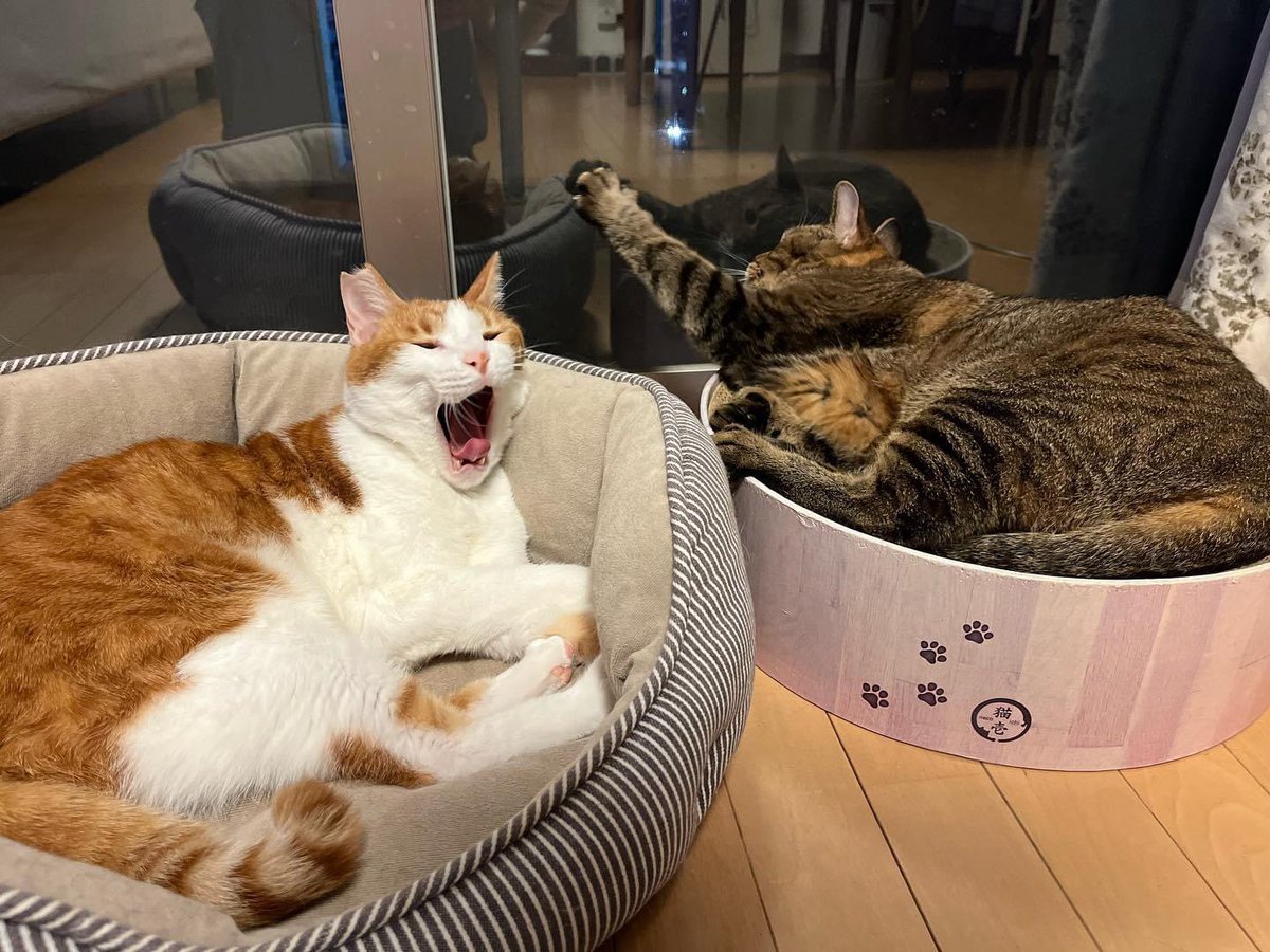 寝起き✨
あくびが止まらない🤣

#猫好きさんと繋がりたい
#ねこねこはっちゃんねる
▶︎ <a href="/CatsHATCHANNEL/">ねこねこはっちゃんねる</a>