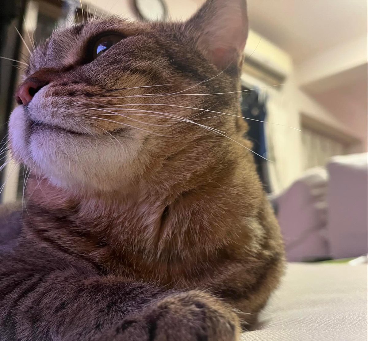 この角度、お口のあたりが丸い感じ
大好き😆💕

#猫好きさんと繋がりたい
#ねこねこはっちゃんねる
▶︎ <a href="/CatsHATCHANNEL/">ねこねこはっちゃんねる</a>