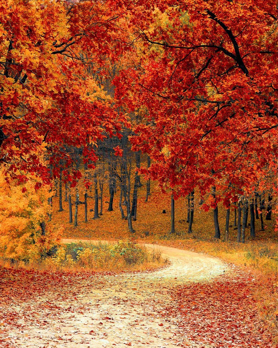 🍂 Autumn bike rides have a unique charm! 🌳🚲
Between the golden colors, the cracking of leaves beneath the wheels, and the crisp air in your lungs, this is the perfect season to take the time to pedal and rediscover nature. Who has already enjoyed a nice autumn outing? 
#ebike