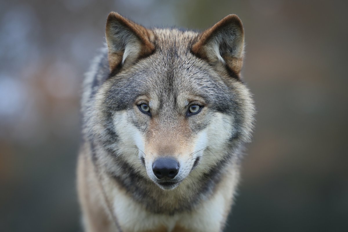 le_Parisien's tweet image. Évaluation du nombre de loups en France au mois de décembre : un « moment clé » pour augmenter les abattages, déclare Barnier
➡️ l.leparisien.fr/cVPV