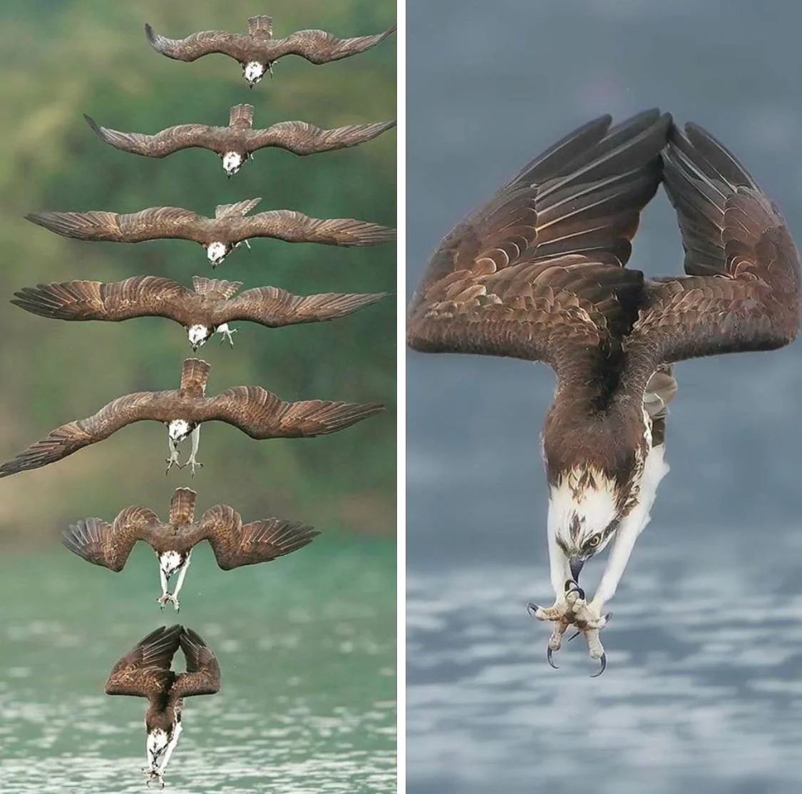 Picture of an Osprey taken the moment before diving in