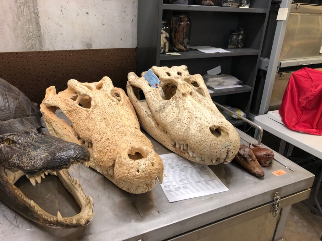 The cranial morphology of Melanosuchus still surprises me every time I see it again. Not only is it incredibly "dense", but the orbital fenestrae are absurdly gigantic compared to those of other crocodilians.
#Croctober