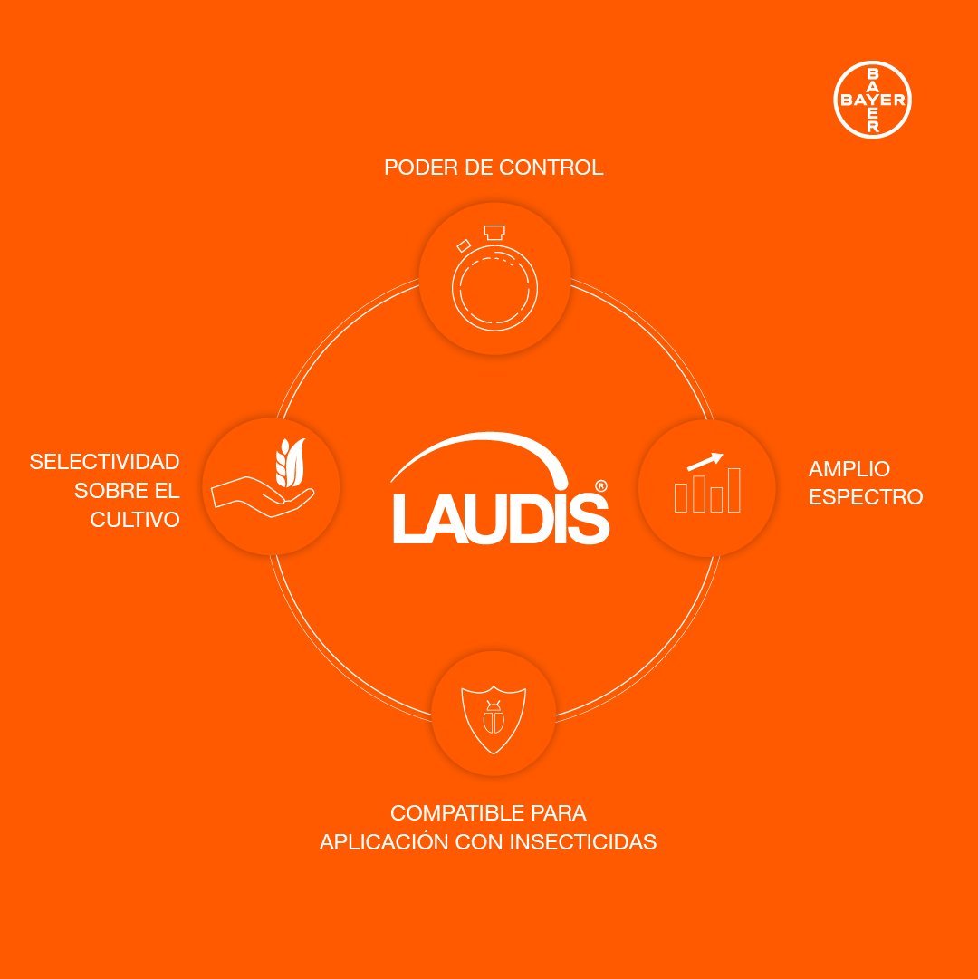 🌽Laudis: el nuevo herbicida post emergente para maíz✨

Con su amplio espectro y excelente selectividad, controla de manera efectiva las principales malezas en el cultivo.

Si querés una excelente performance en control de yuyo colorado y capín, Laudis es la respuesta💪