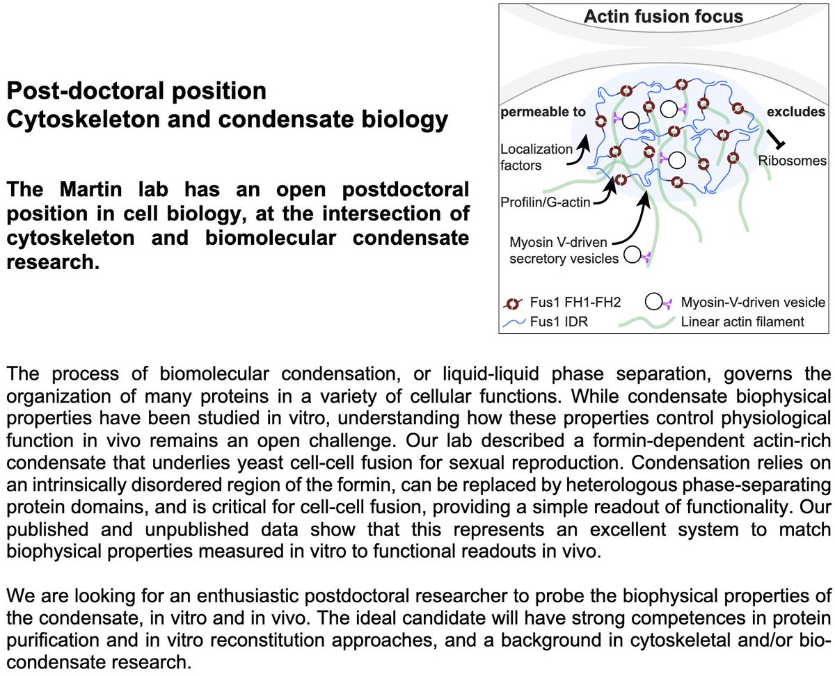 Sophie G Martin (@sophiemartinlab) on Twitter photo The Martin lab an open postdoctoral position at the interface of #cytoskeleton and #condensate biology, in a fantastic research community <a href="/unige_en/">UNIGE_en</a> <a href="/Biologie_UNIGE/">Biologie - UNIGE</a> <a href="/MoCel_Geneva/">Molecular & Cellular Biology Dept 🔬 Geneva 🇨🇭</a> <a href="/LifeSciencesPh1/">LifeSciencesPhD_UNIGE</a>
If interested, do not hesitate to contact us: mocel.unige.ch/research-group…
Please RT! The Martin lab an open postdoctoral position at the interface of #cytoskeleton and #condensate biology, in a fantastic research community <a href="/unige_en/">UNIGE_en</a> <a href="/Biologie_UNIGE/">Biologie - UNIGE</a> <a href="/MoCel_Geneva/">Molecular & Cellular Biology Dept 🔬 Geneva 🇨🇭</a> <a href="/LifeSciencesPh1/">LifeSciencesPhD_UNIGE</a>
If interested, do not hesitate to contact us: mocel.unige.ch/research-group…
Please RT!