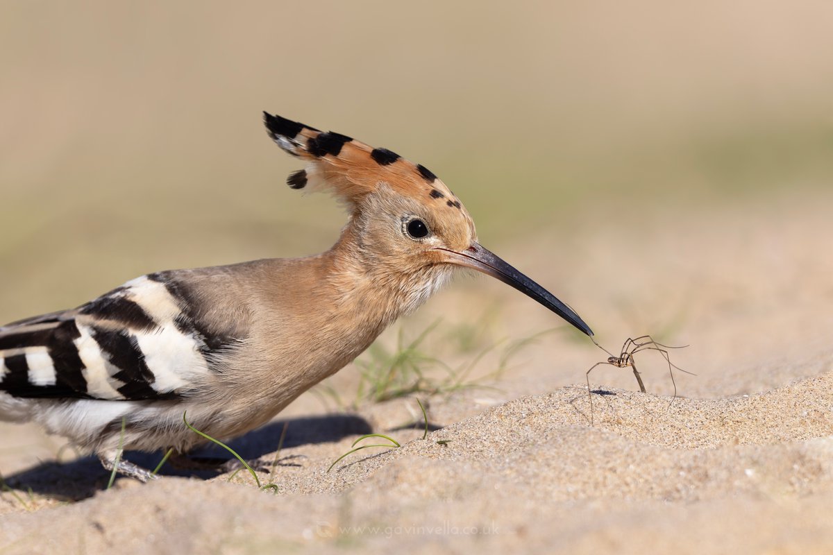 Think I prefer this tight crop as it shows how delicate the image is, hanging on by that tiny leg #hoopoe #wildlifephotography #nature #bird #birds
