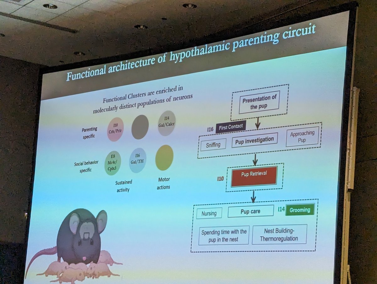 MCCStweets's tweet image. Mohammed Mostafizur Rahman form @DulacLab at @Harvard discussing analysis of diverse neuronal subtypes underlying various aspects of parenting behavior.
#MCCS24