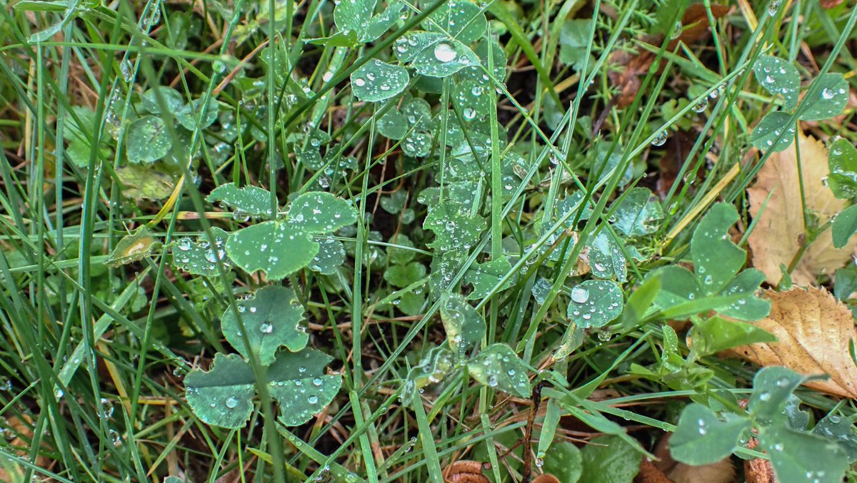 RKInspiration1's tweet photo. 04|10|2024 ••• …raindrops on clover leaves… • In the middle of the city/Kiel/Northern Germany…

Blog on FB:
nature in cities - Kiel in Germany

#NatureInCitiesKielGermany
#EnvironmentalRelationships

https://t.co/jjNdU8eEKM
#RosemarieKomossa 
#OLYMPUS https://t.co/My1GUG7Phr