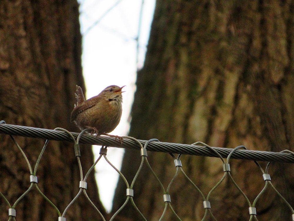 de Natureluur tweet media